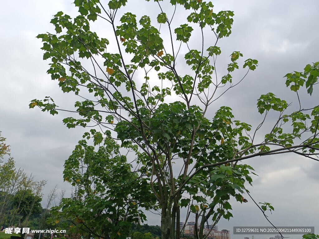 绿叶繁茂的树木