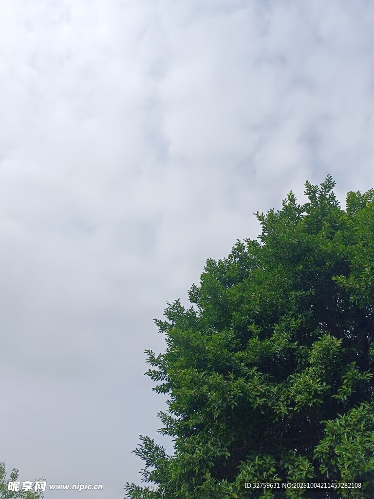 天空下的葱郁绿树