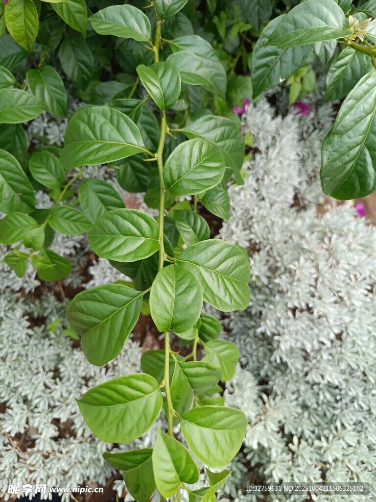 绿叶白花植物特写