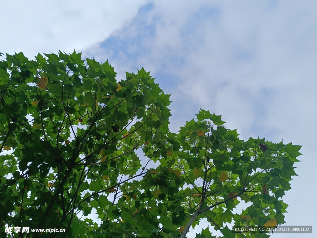 绿叶映蓝天