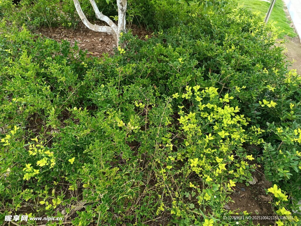树下繁茂绿植景观