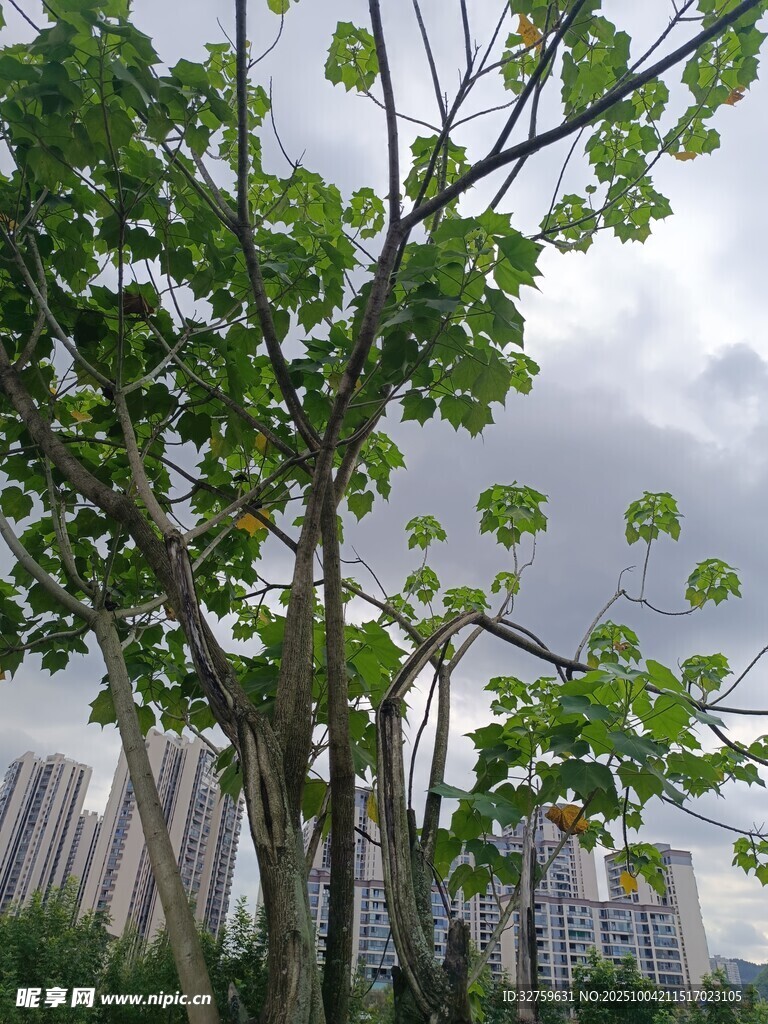 城市中枝繁叶茂的绿树