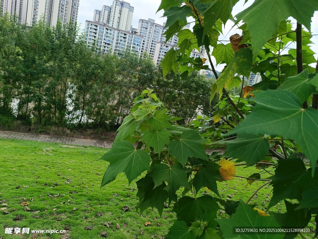 绿叶繁茂的城市绿地景观