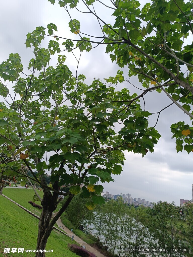 绿叶繁茂的树木与草地景色