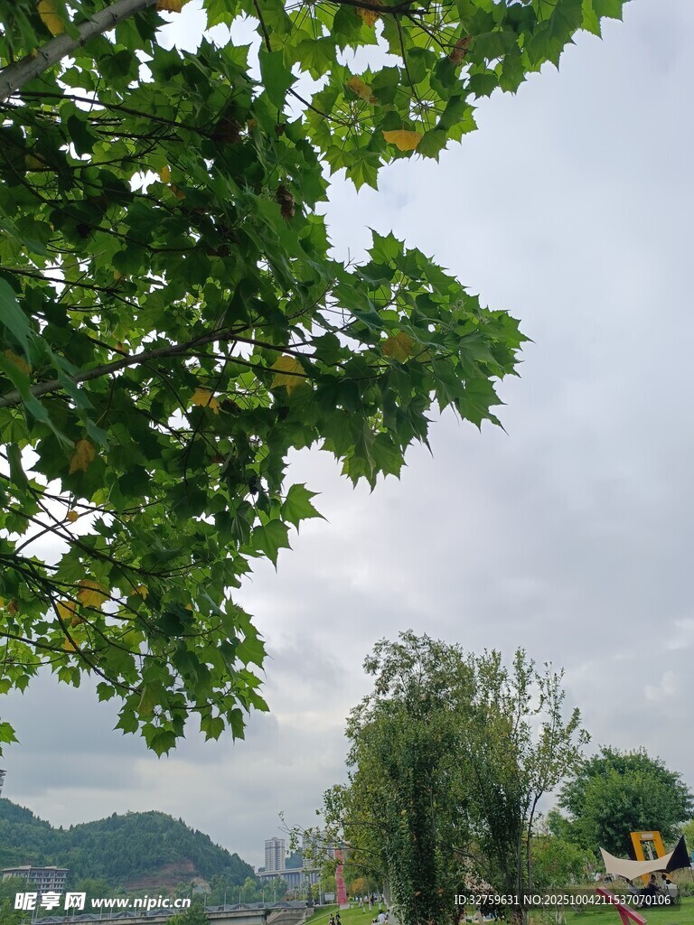 绿叶掩映下的远山景色