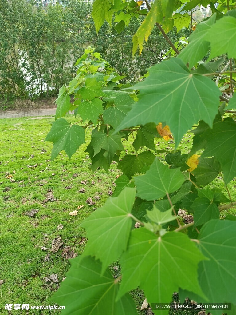 绿叶繁茂于草地之上