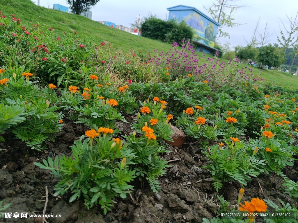 山坡上盛开的橙色小花