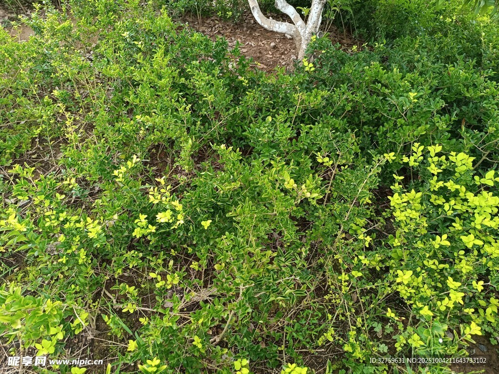 绿意盎然的地面植物景观