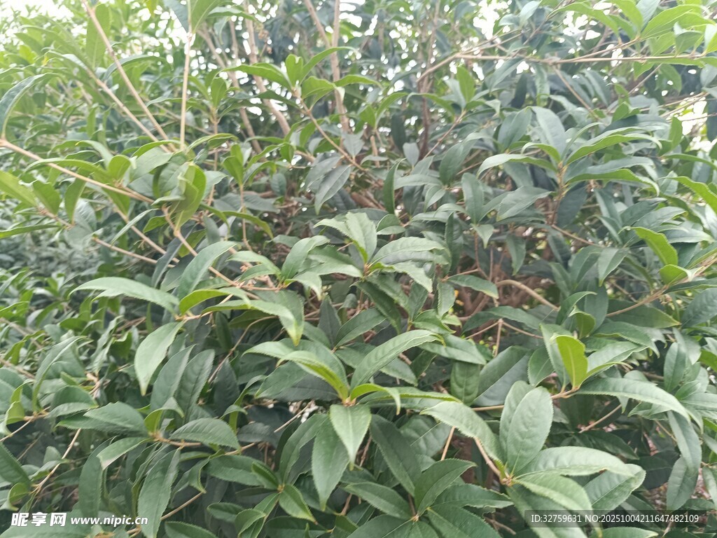 绿叶繁茂的植物景观