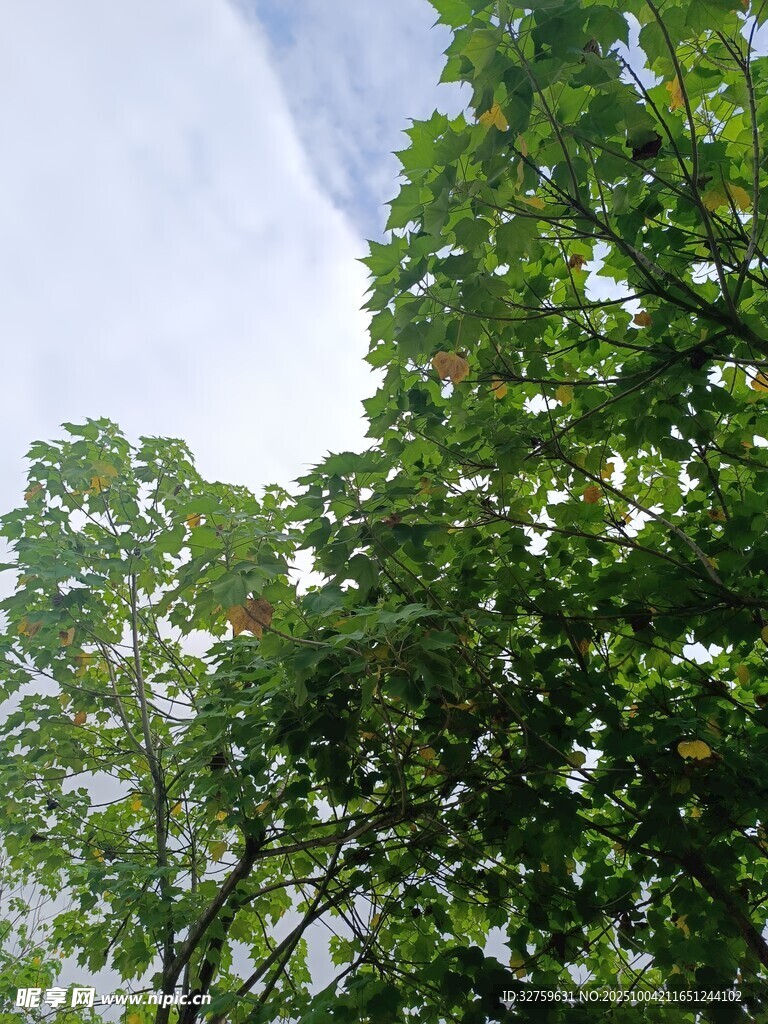 绿叶蓝天间的自然景致