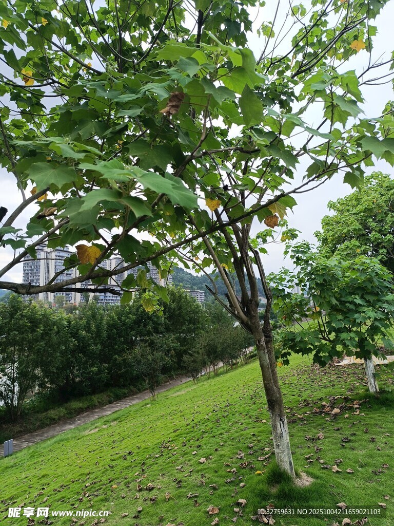 绿树成荫的静谧草地一角