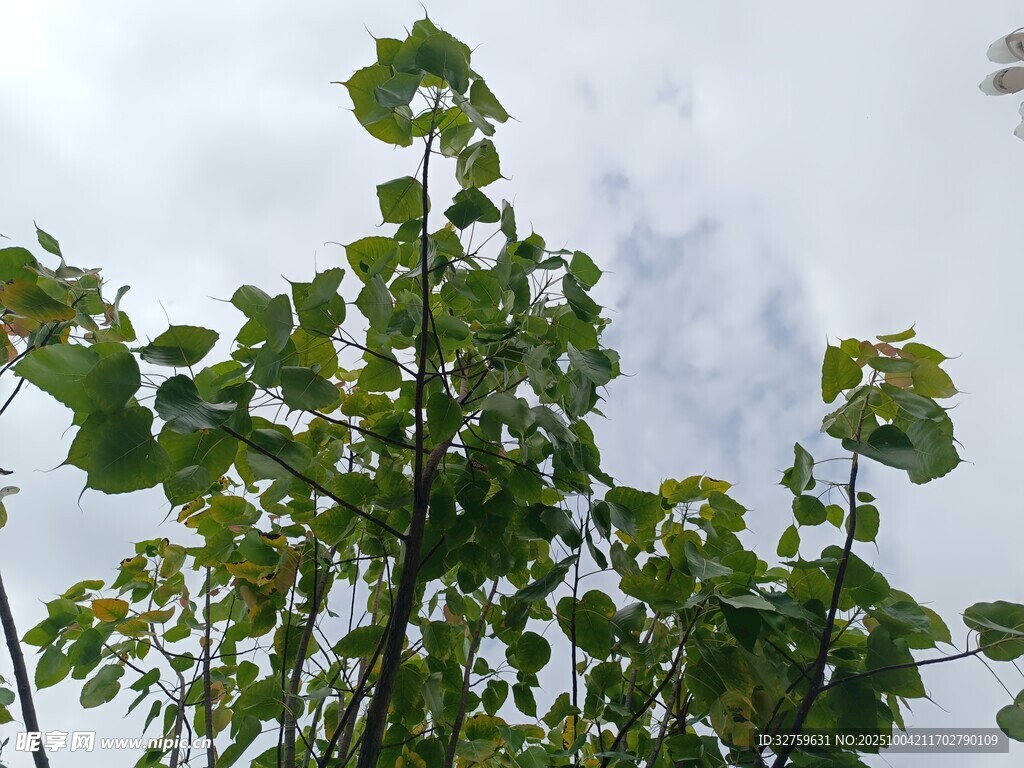 向上生长的绿叶植物