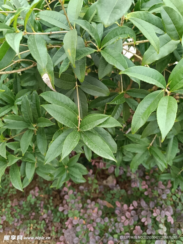 绿叶丛中的白色小花