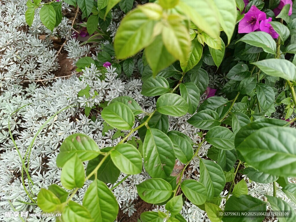 多彩绿植花卉特写