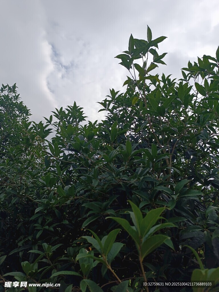 繁茂绿植 
