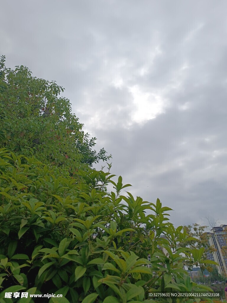 绿树上方的多云天空