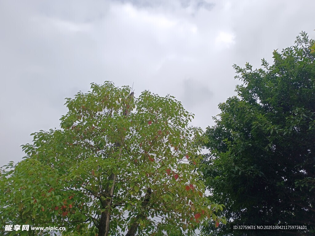 绿树映蓝天的清新景致