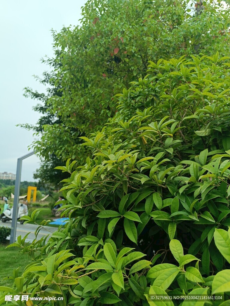 繁茂绿植 