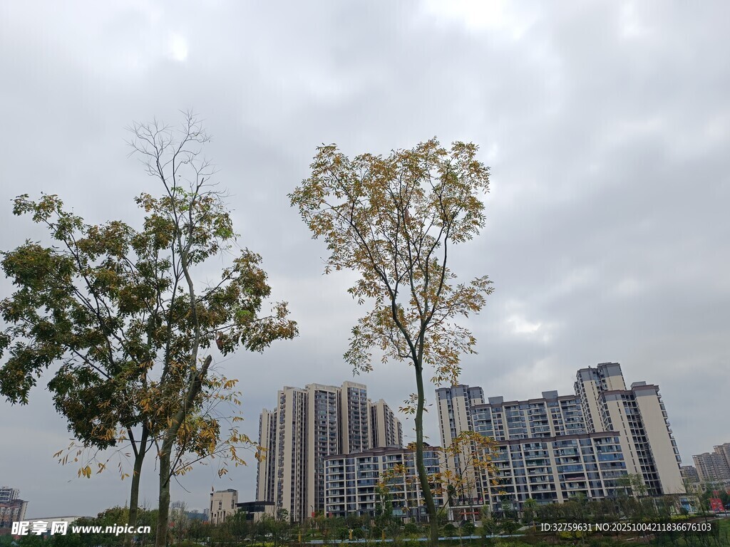 城市中树木与高楼景观