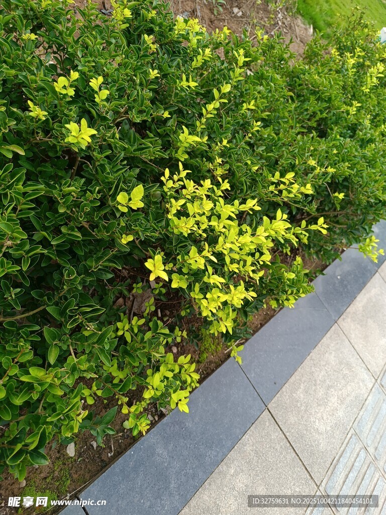路边翠绿带黄花的灌木丛
