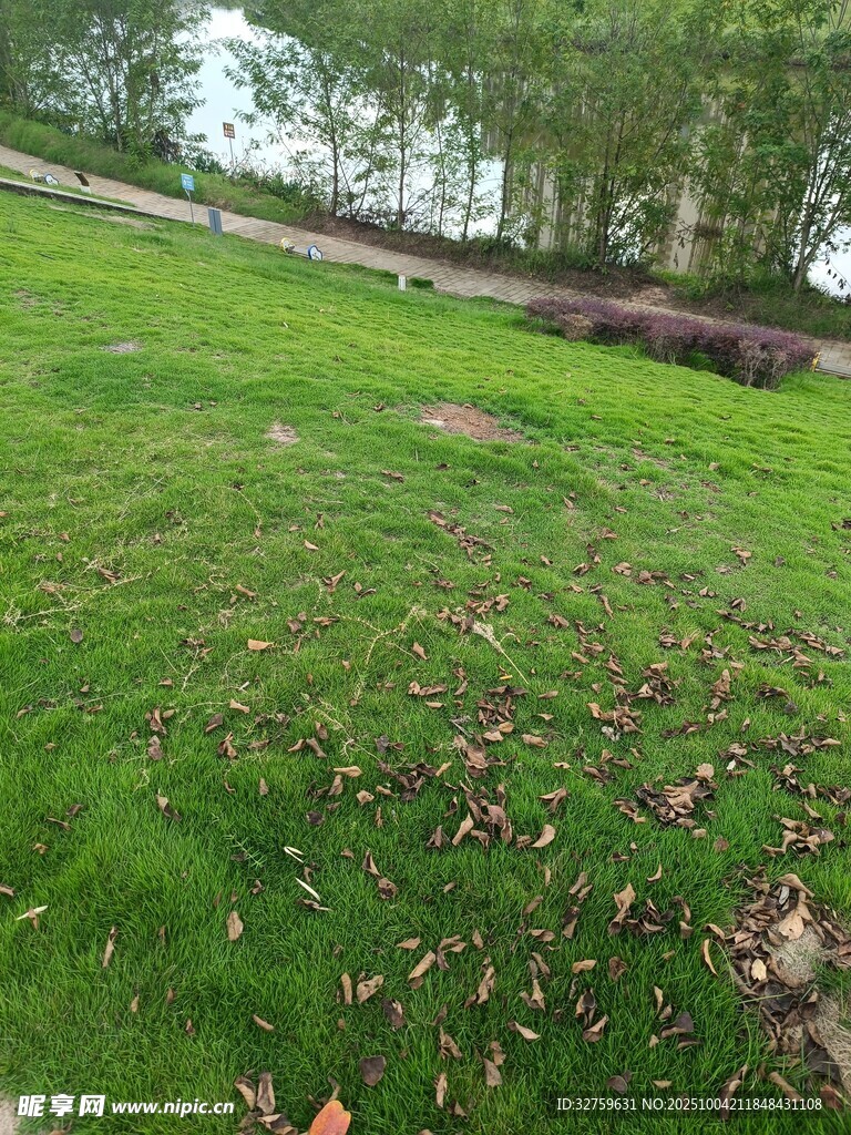 秋日草地景观