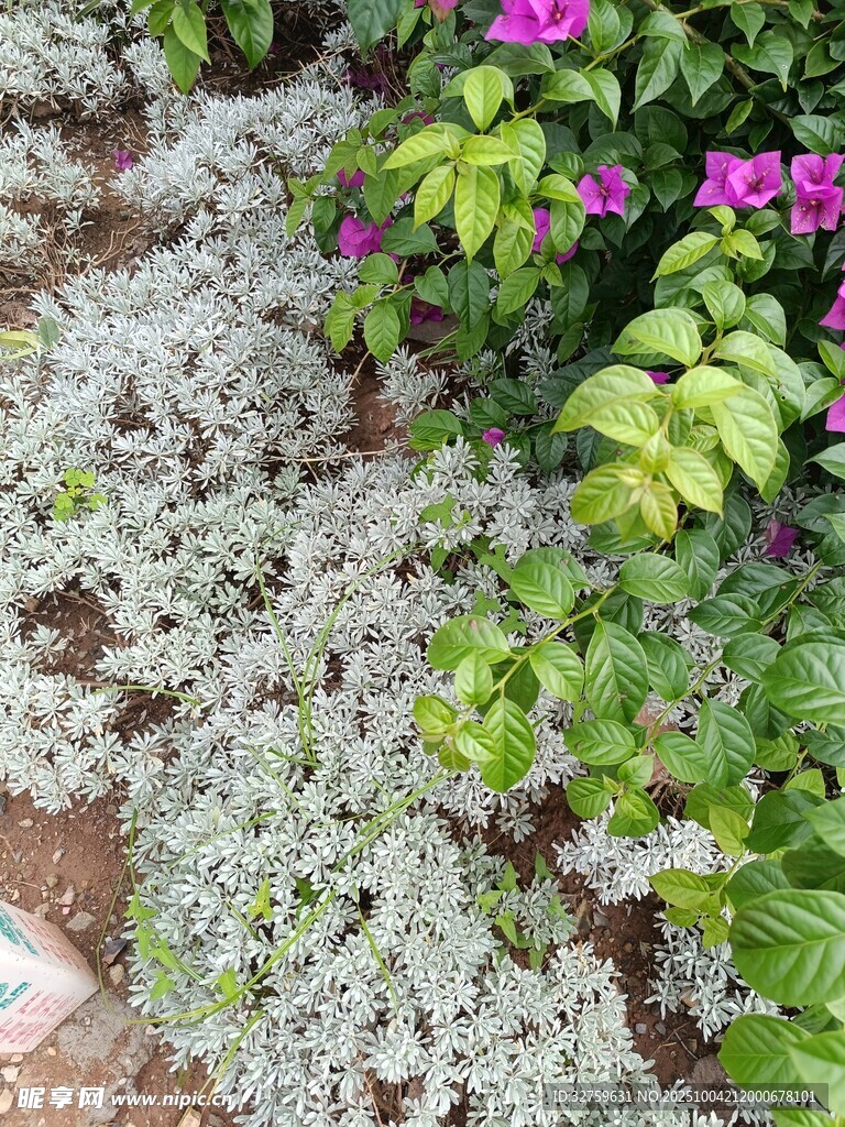 多彩植物景观