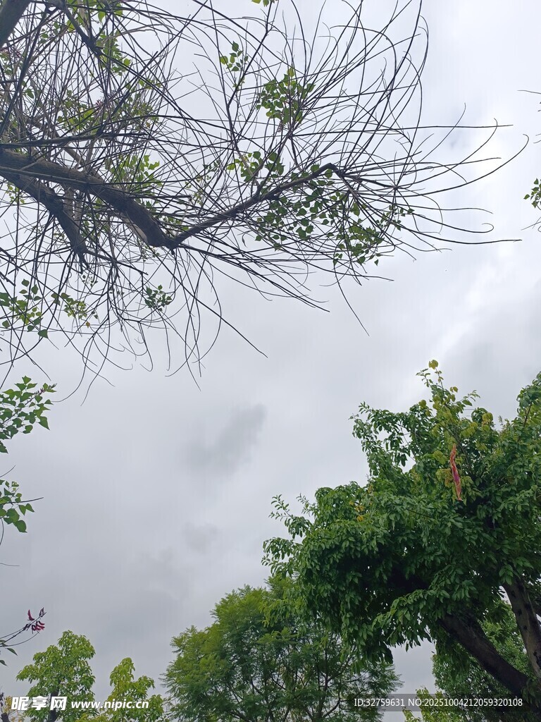 树枝与绿植映衬灰暗天空
