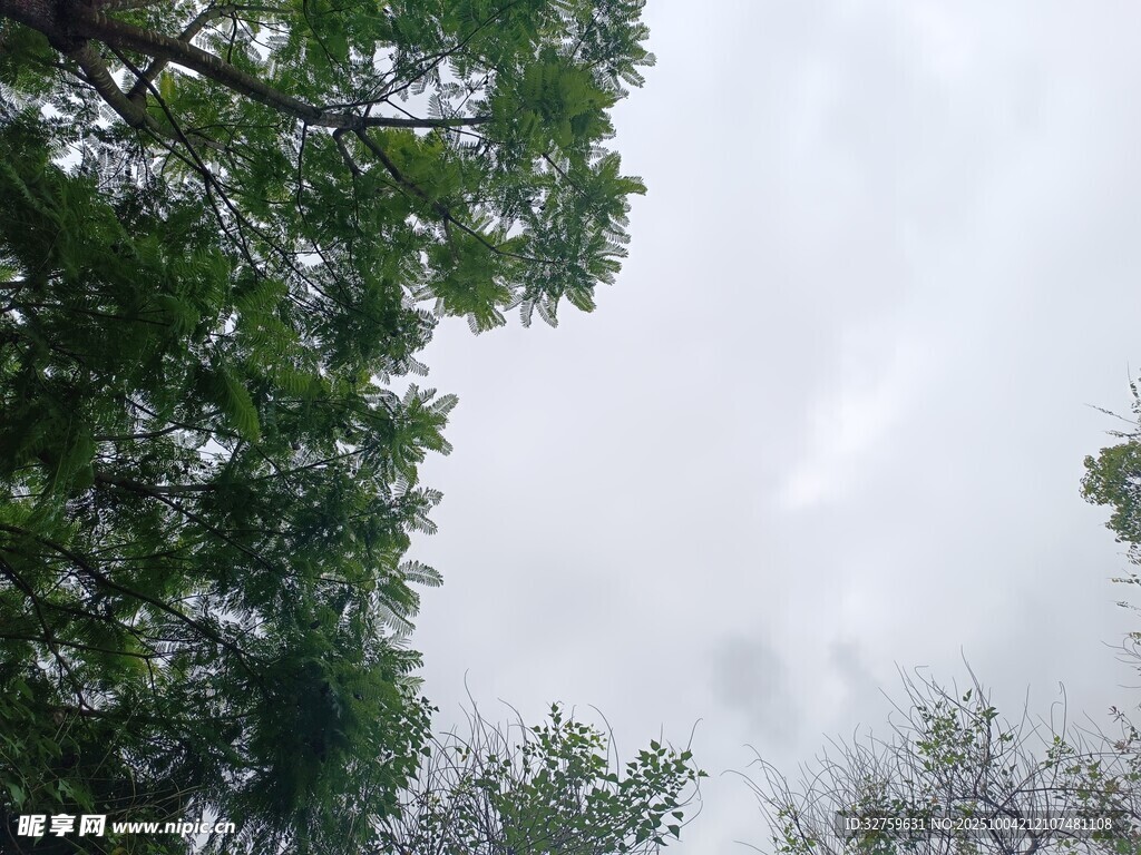 仰视绿树与天空景象