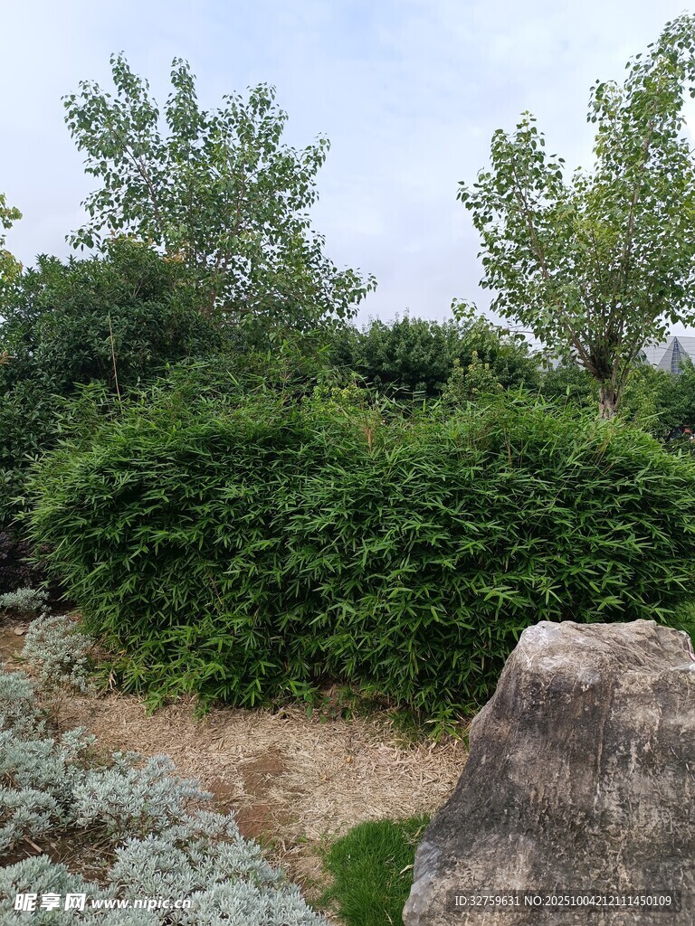 绿意盎然的园林植物景观