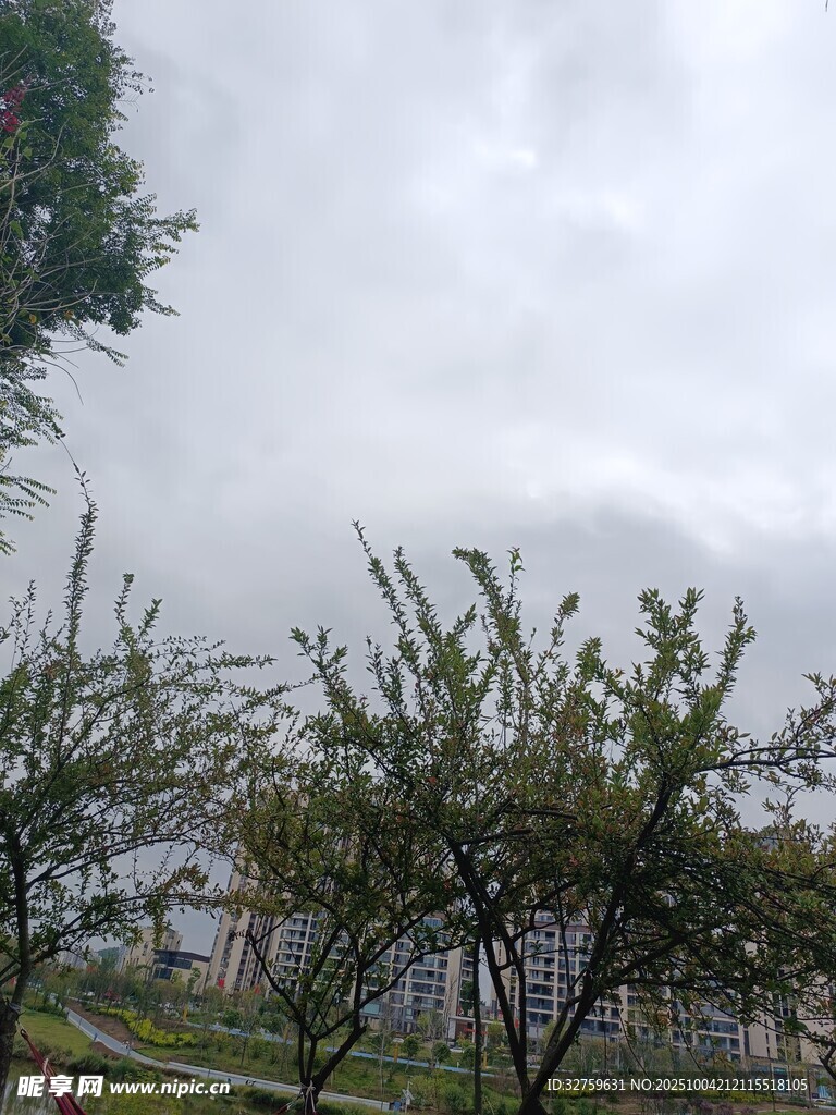 阴天中的树木景观