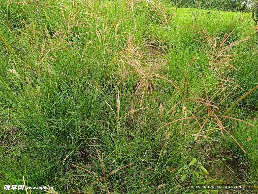 野外茂盛的绿色草地