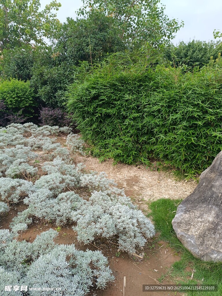 花园绿植景观一角