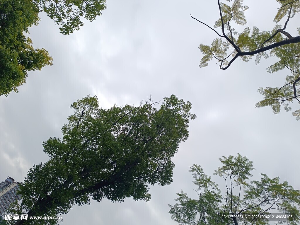 仰视葱郁树木
