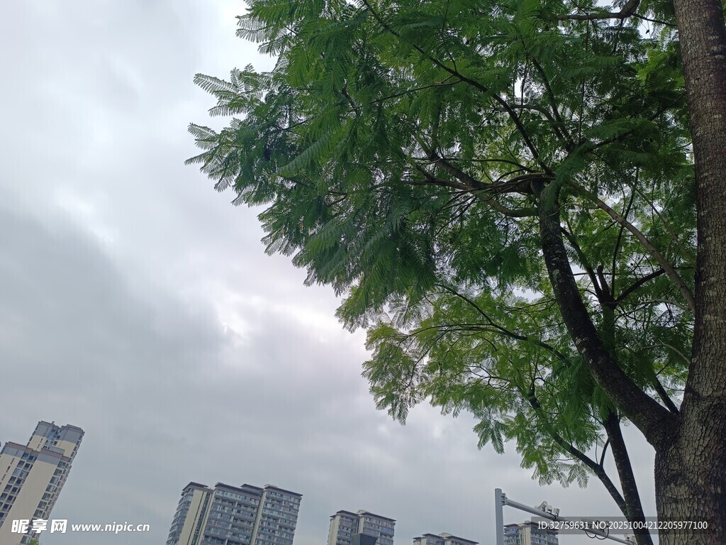 城市中枝叶繁茂的绿树