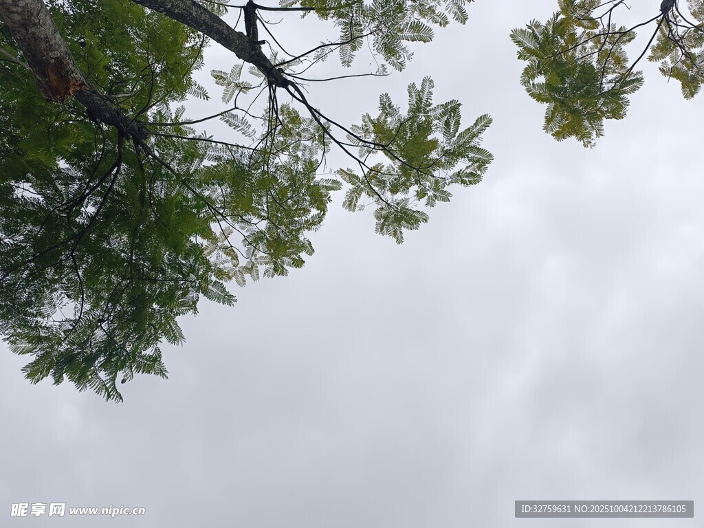 仰视枝头绿叶与天空