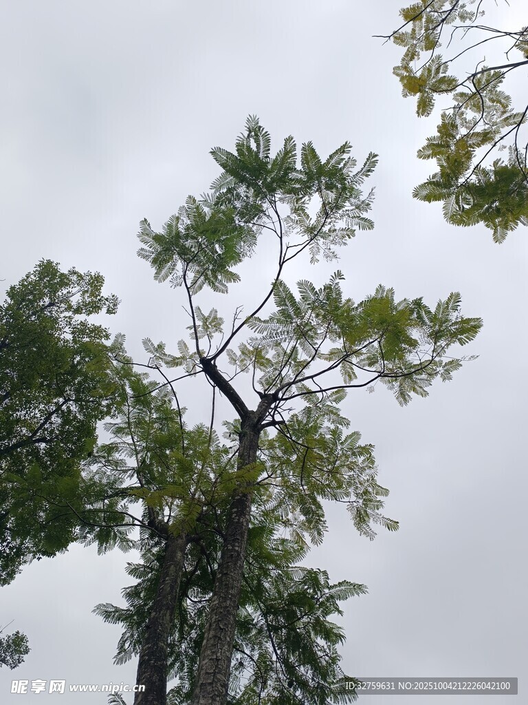 高耸树木与灰白天空景象