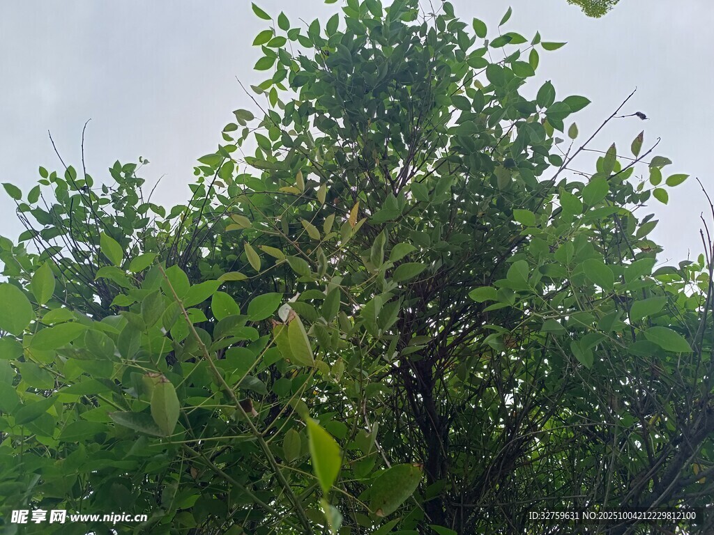 繁茂绿树 
