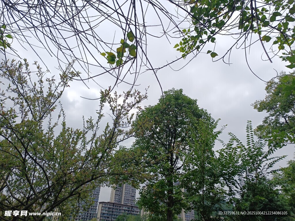 绿树成荫的自然景致
