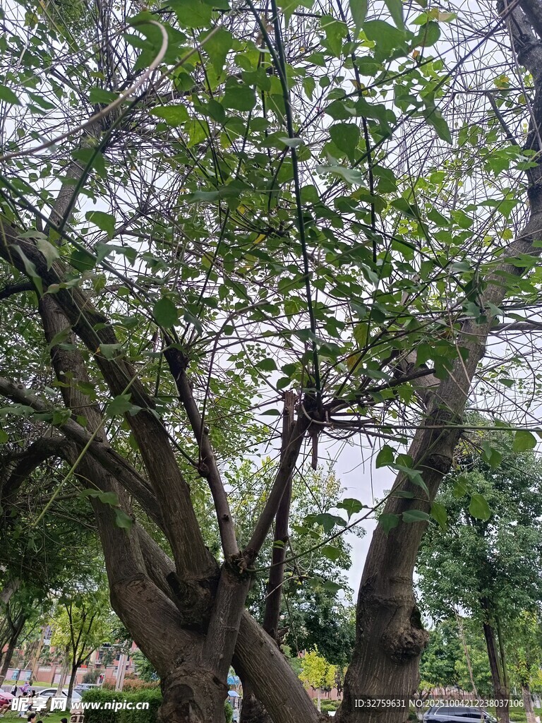 繁茂大树展现自然生机