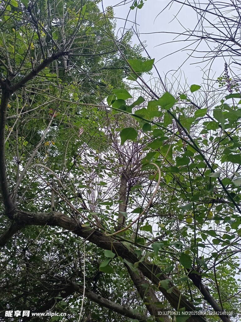 枝叶间的天空