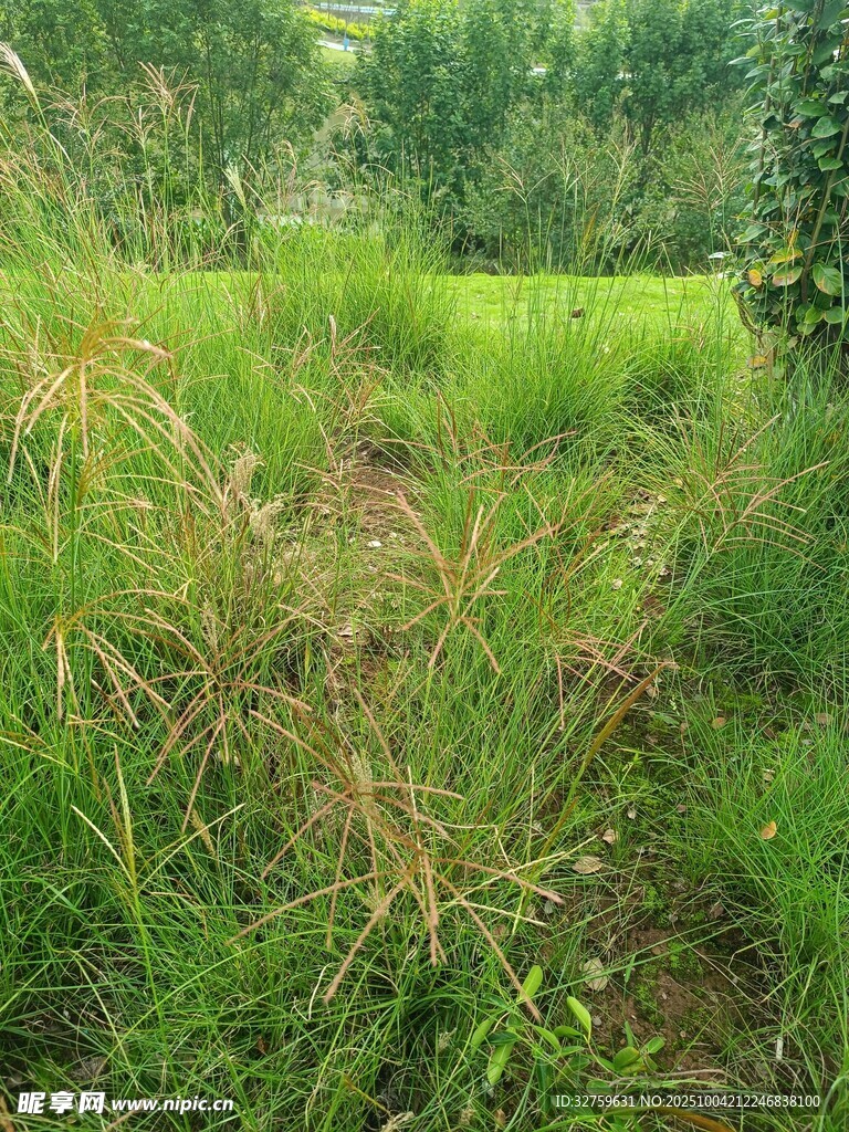 野外草地风景