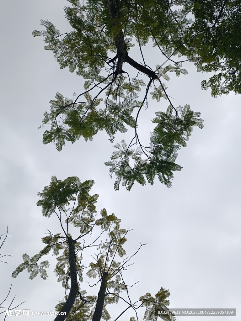 仰视绿树与灰白天空