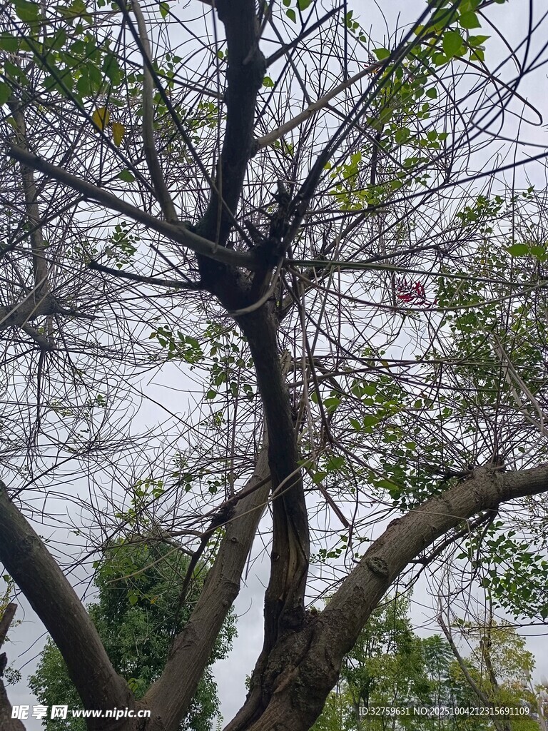 仰视下的繁茂树枝
