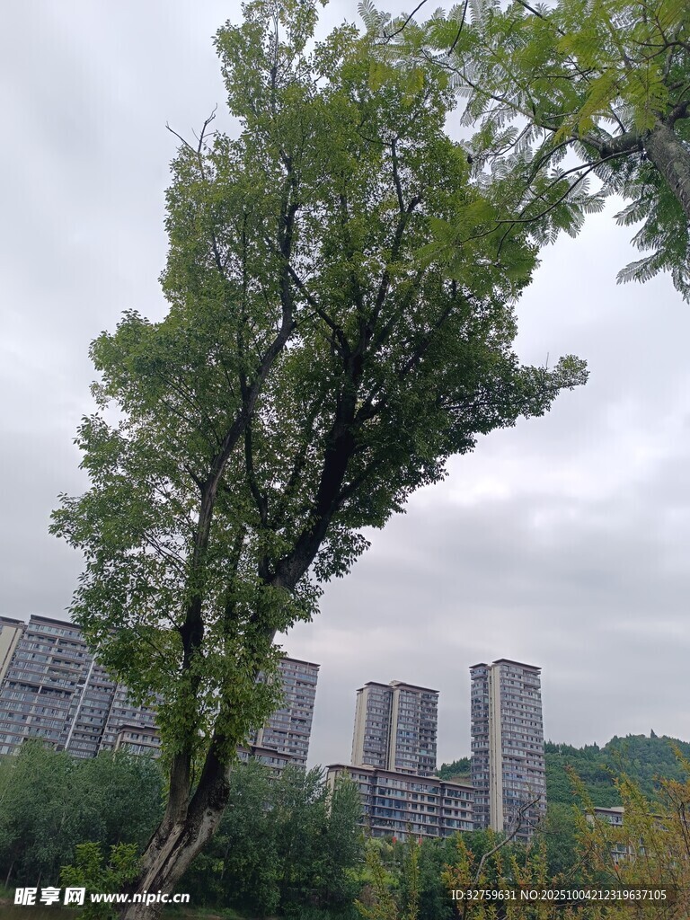 城市中倾斜生长的绿树