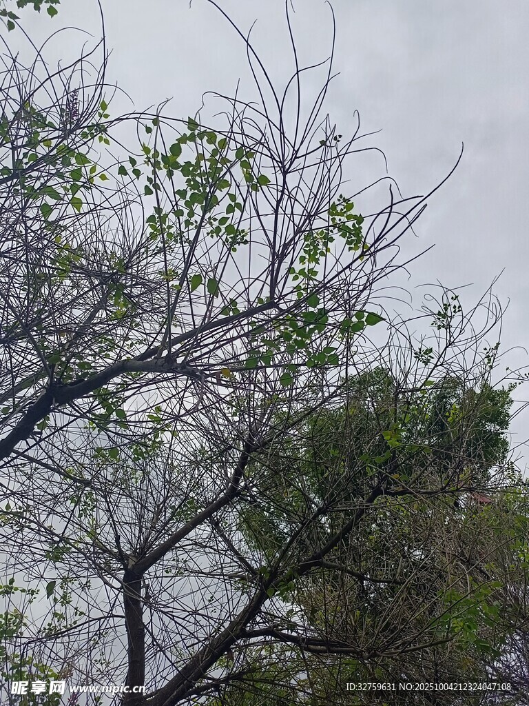 枝头绿意