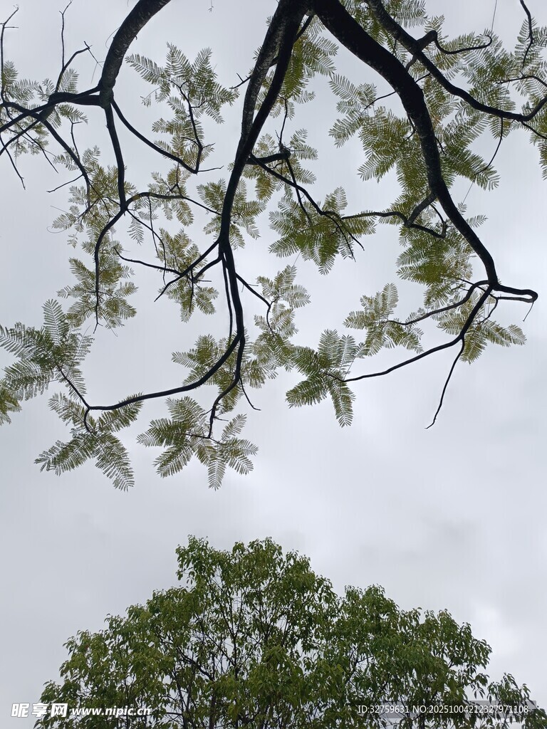 仰视树枝与树冠景观