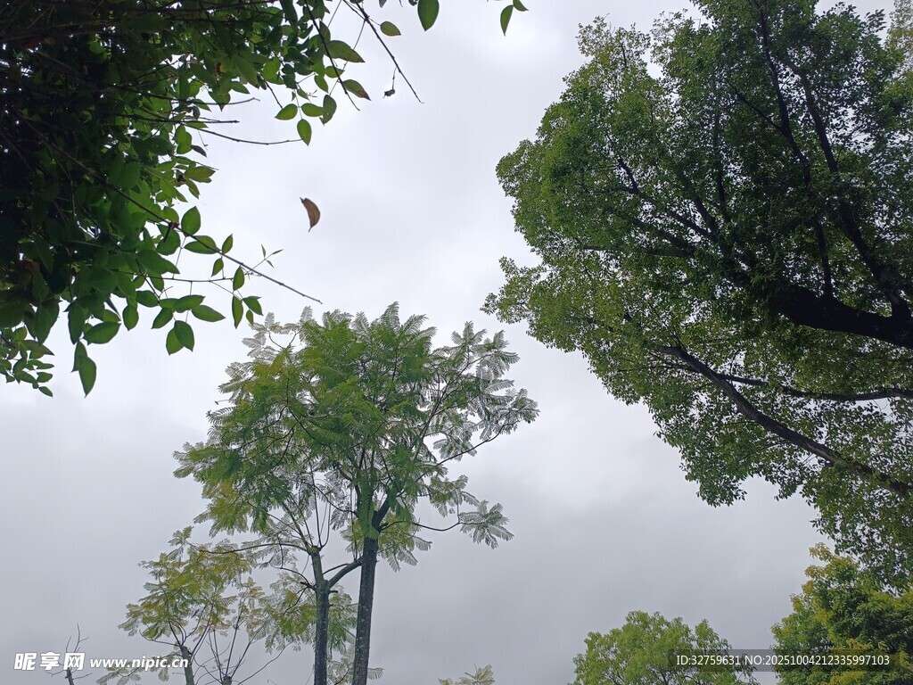 仰视葱郁树木与天空