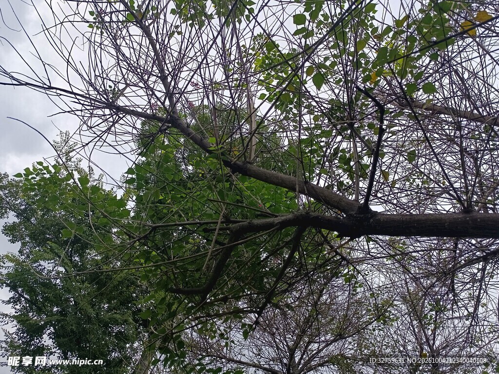 仰视树梢与天空