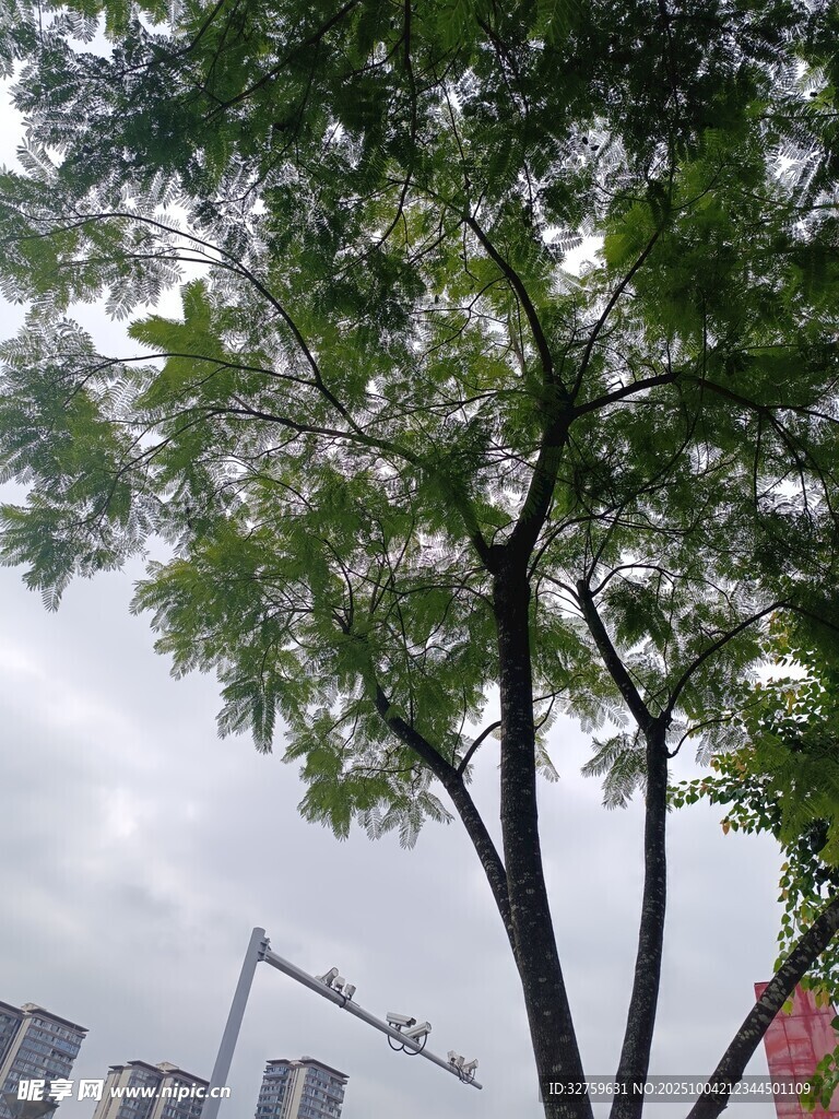 城市中挺拔的绿树景观