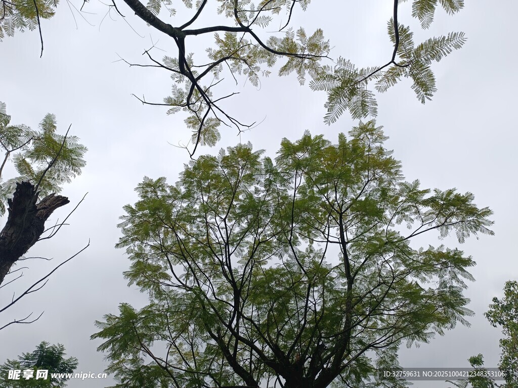 枝叶繁茂的树木景观